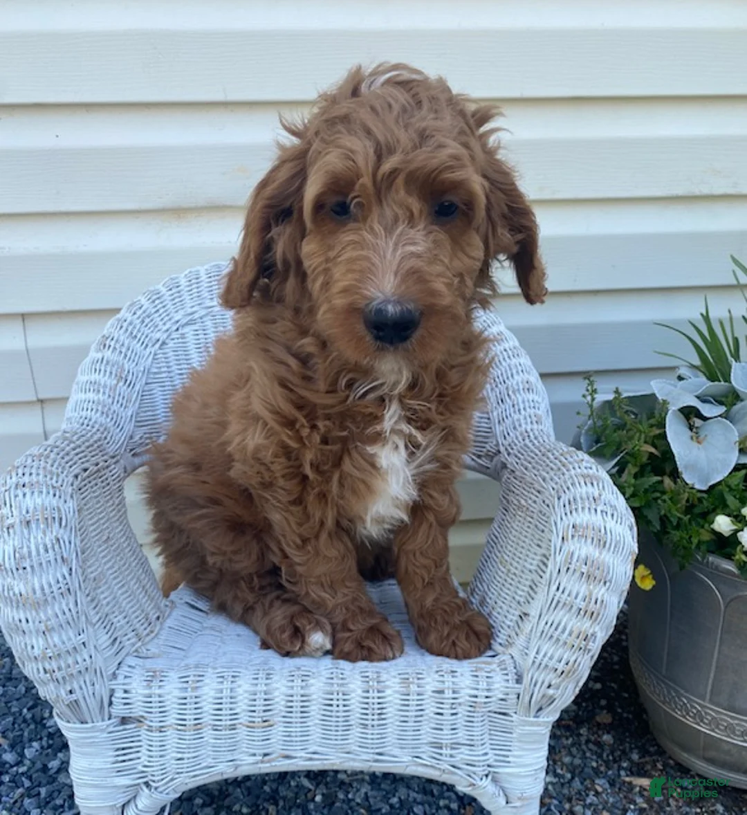 Mini Goldendoodle dogs for sale: Lucky-medium - Ad 1