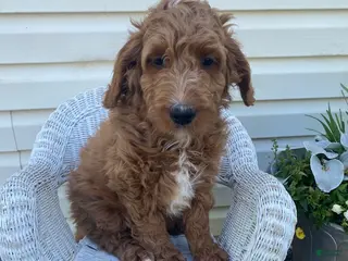 Mini Goldendoodle dogs for sale: Lucky - Ad 3