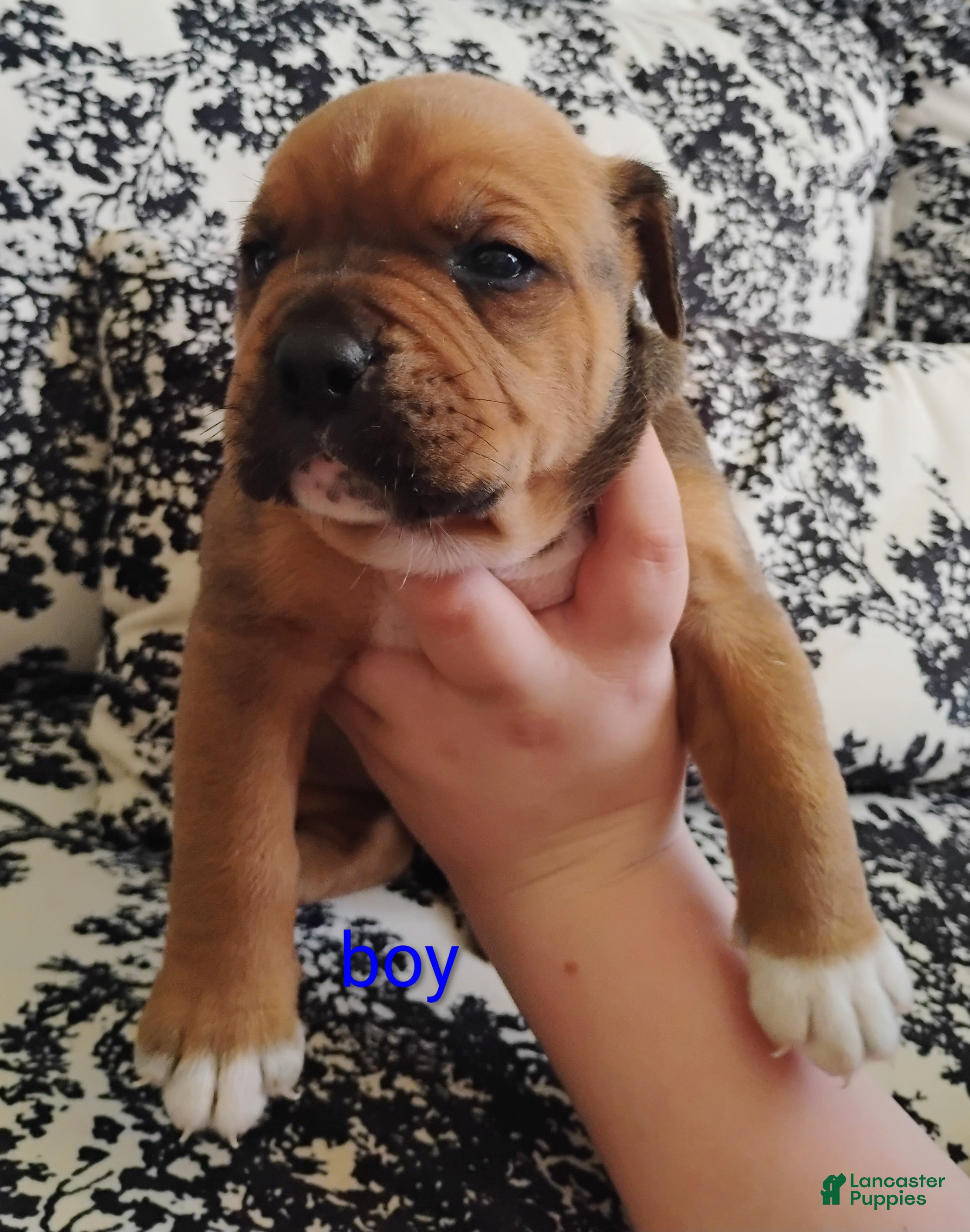 Mixed Breed dogs for sale: Mixed Breed Puppy 3 - Ad 1