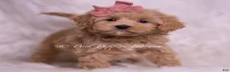 Maltipoo dogs for sale: Joanna - Ad 4