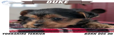 Duke