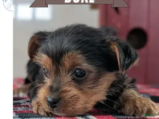 Yorkshire Terrier dogs Duke - Ad 3
