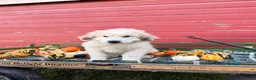 Great Pyrenees dogs for sale: Nicky - Ad 9