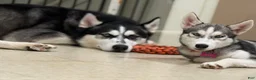 Siberian Husky dogs for sale: Freya - Ad 5