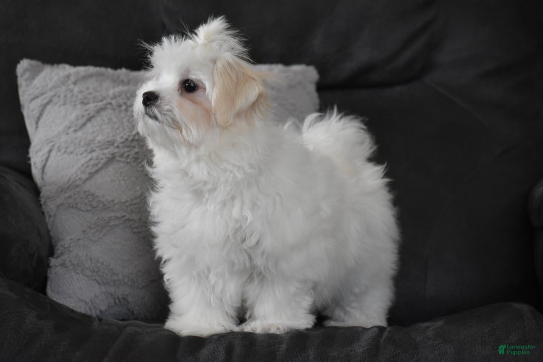 Maltese dogs for sale: Finley - Ad 2