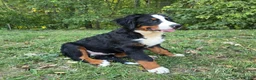 Bernese Mountain Dog dogs for sale: Bernese Mountain Dog 1 Ryker - Ad 2