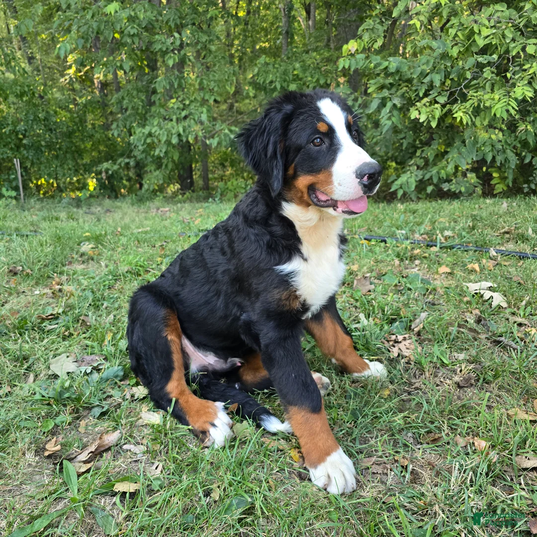 Bernese Mountain Dog dogs for sale: Bernese Mountain Dog 1 Ryker - Ad 2