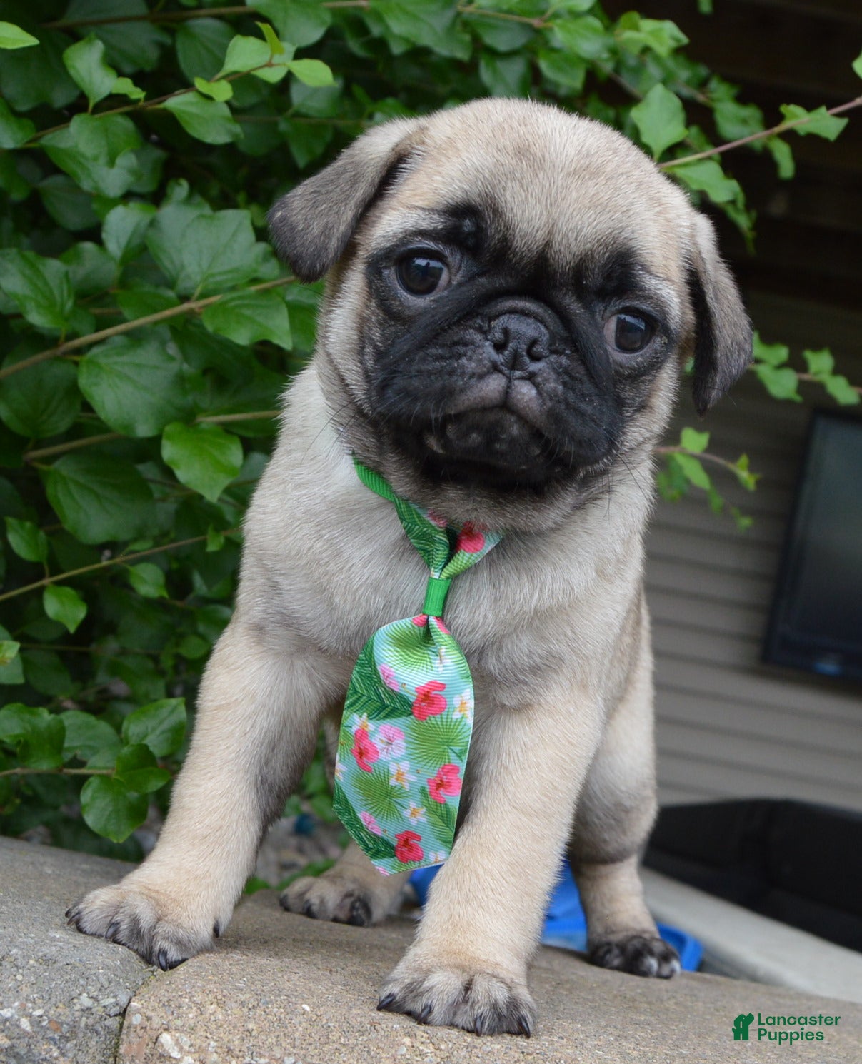 Pug dogs Paxton - Ad 2