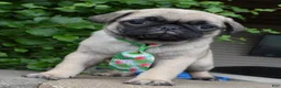 Pug dogs for sale: Paxton - Ad 2