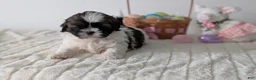 Shih Tzu dogs for sale: Ezi  - Ad 9