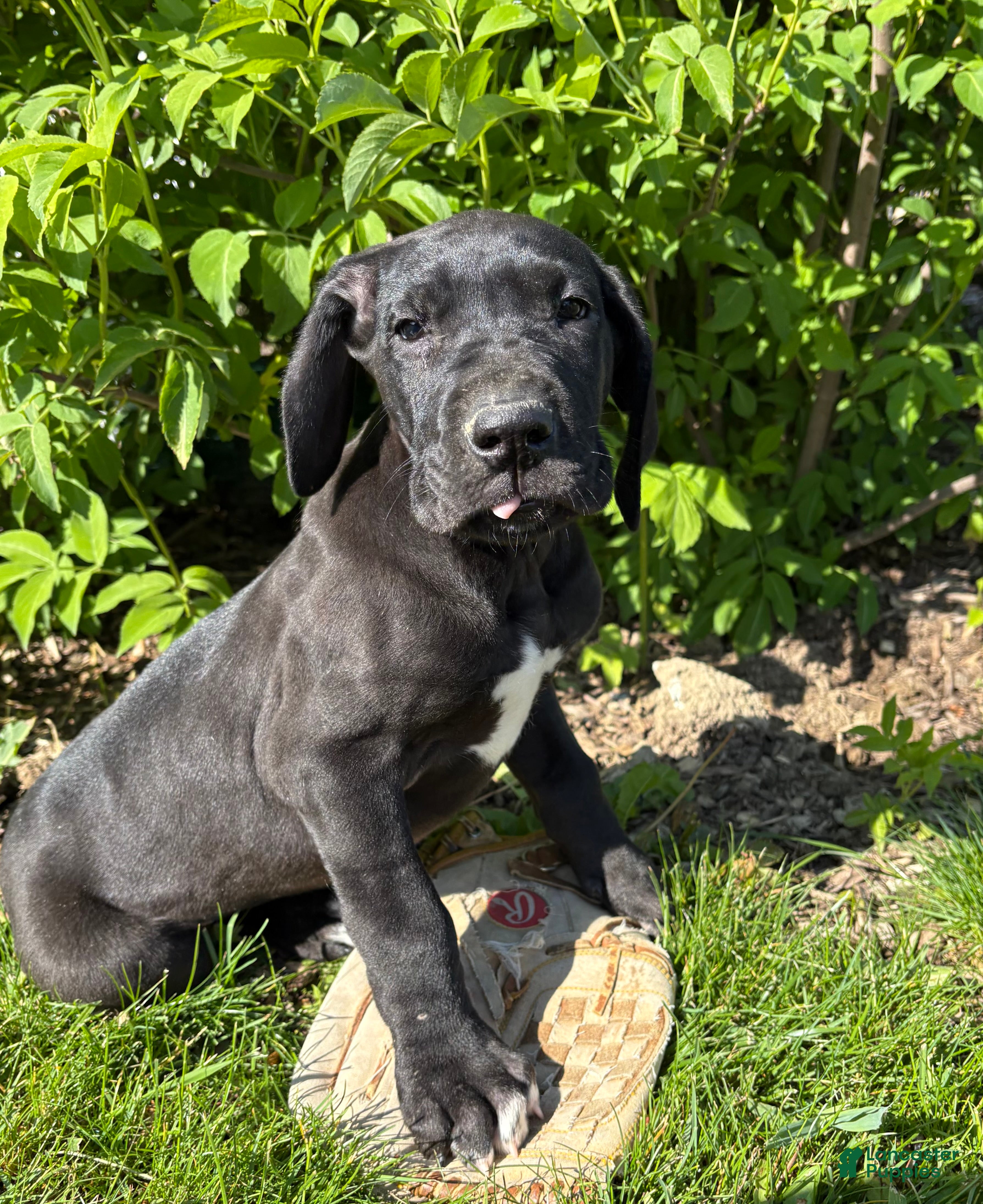Great Dane dogs Teddy - Ad 2
