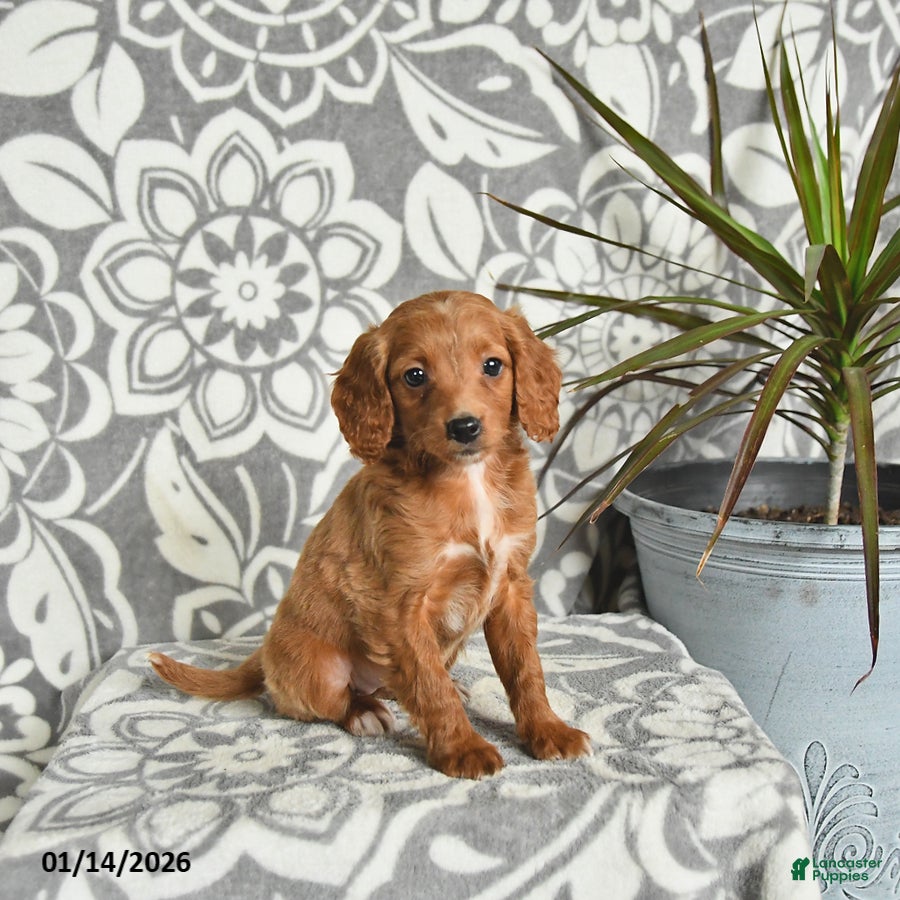 Mini Goldendoodle dogs Reese - Ad 10