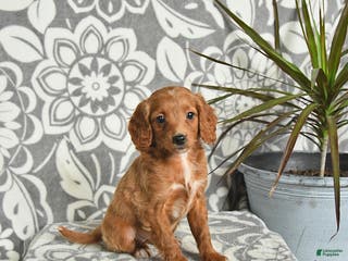 Mini Goldendoodle dogs Reese - Ad 33