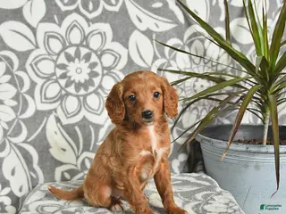 Mini Goldendoodle dogs Reese - Ad 17