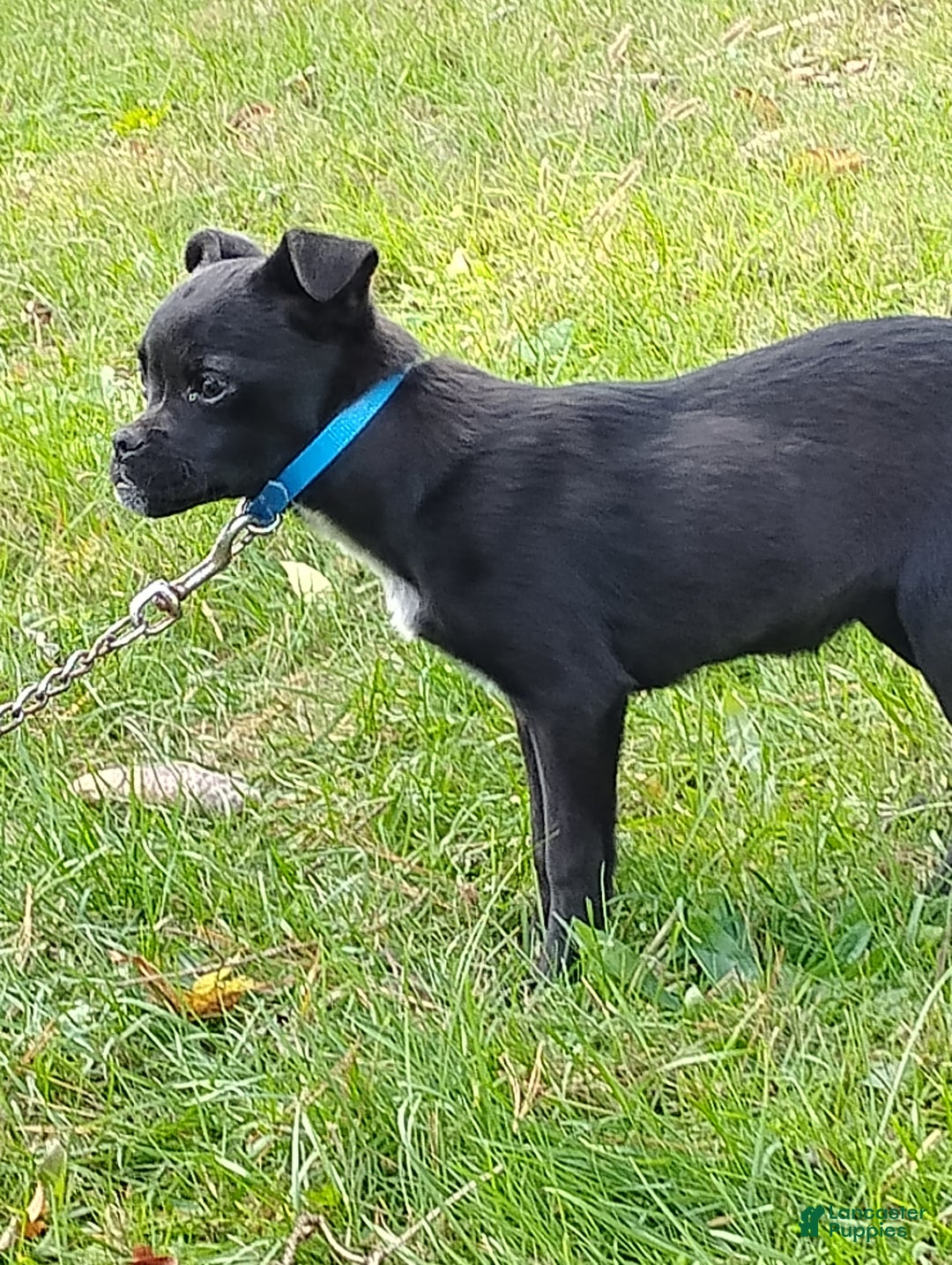 Mixed Breed dogs for sale: Tiny - Ad 4
