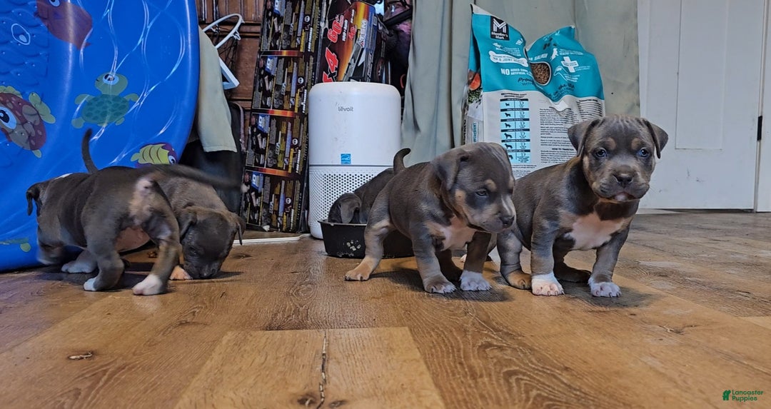 American Bully dogs for sale: American Bully Puppy 1 - Ad 1
