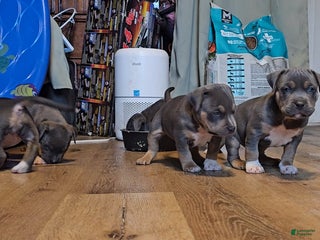 American Bully dogs American Bully Puppy 1 - Ad 17