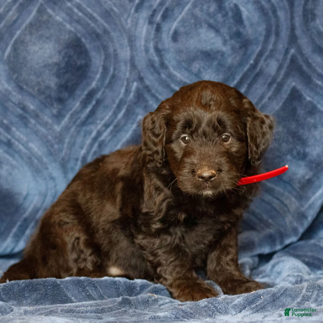 Mini Goldendoodle dogs for sale: Kennedy  - Ad 3