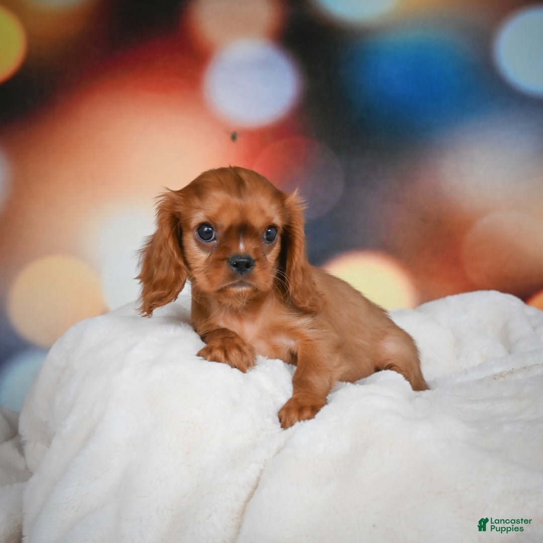 Cavalier King Charles Spaniel dogs for sale: Katie - Ad 10