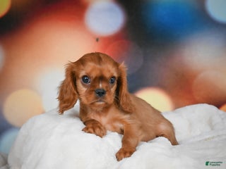 Cavalier King Charles Spaniel dogs Katie - Ad 28