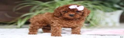 Cavapoo dogs for sale: Kyra - Ad 1