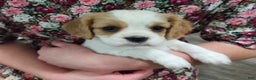 Cavalier King Charles Spaniel dogs for sale: Maddy - Ad 1