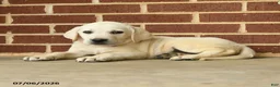 Labrador Retriever dogs for sale: Dozer - Ad 3