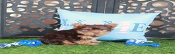 Yorkshire Terrier dogs for sale: Buckeye Sweet ACA Chocolate Toy Yorkie - Ad 1