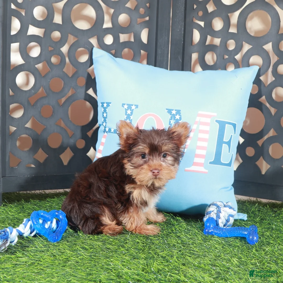Yorkshire Terrier dogs for sale: Buckeye Sweet ACA Chocolate Toy Yorkie - Ad 1