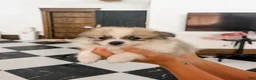 Pomeranian dogs for sale: Beatrice  - Ad 5