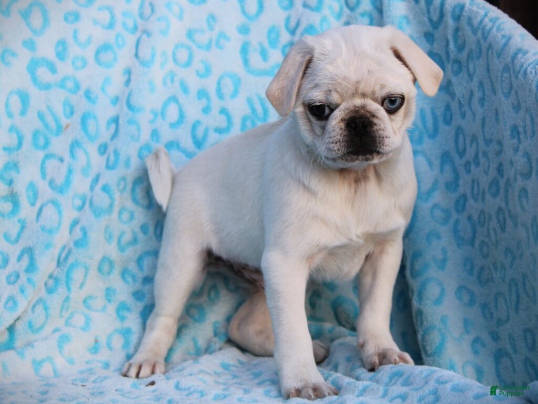 Pug dogs for sale: Shannon - Ad 3