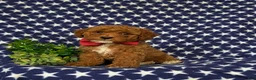 Miniature Poodle dogs for sale: Scooter - Ad 5