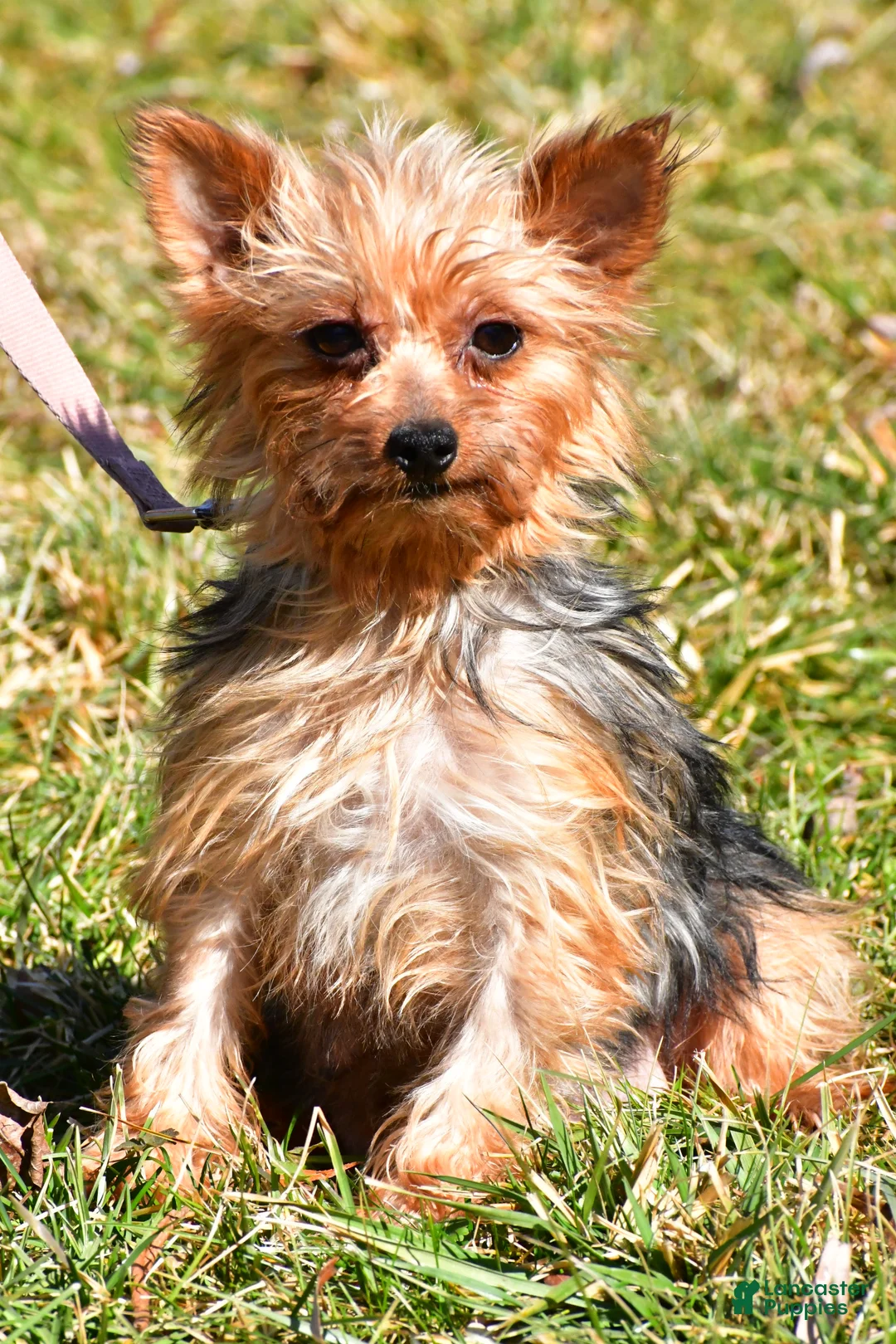 Yorkshire Terrier dogs for sale: Toby - Ad 8