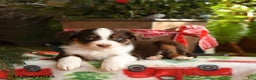Australian Shepherd dogs for sale: Angus - Ad 5