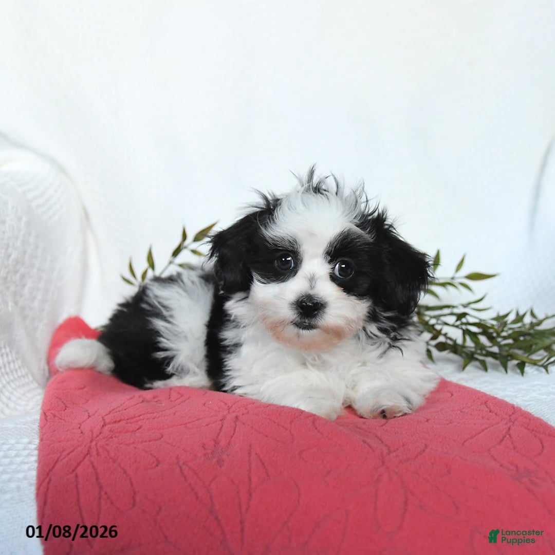 Teddy Bear dogs for sale: Maxwell - Ad 4