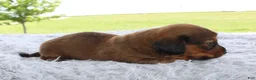 Miniature Dachshund dogs for sale: Miniature Dachshund 5 - Ad 2