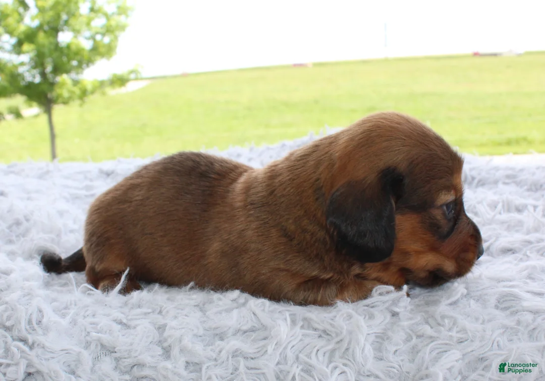 Miniature Dachshund dogs for sale: Miniature Dachshund 5 - Ad 2