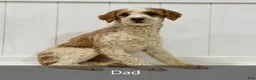Mini Bernedoodle dogs for sale: Buster - Ad 10