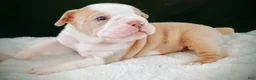 Olde English Bulldogge dogs for sale: Olde English Bulldogge Freya - Ad 2