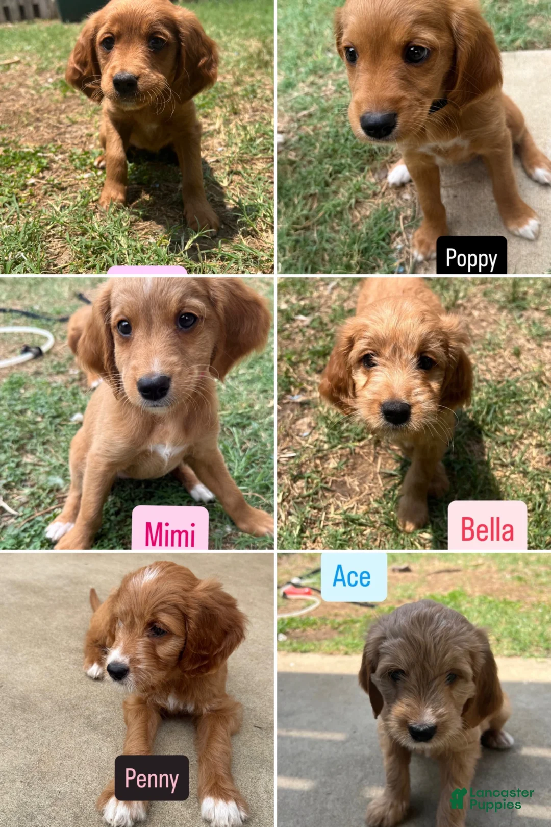 Mixed Breed dogs for sale: Ace - Ad 5