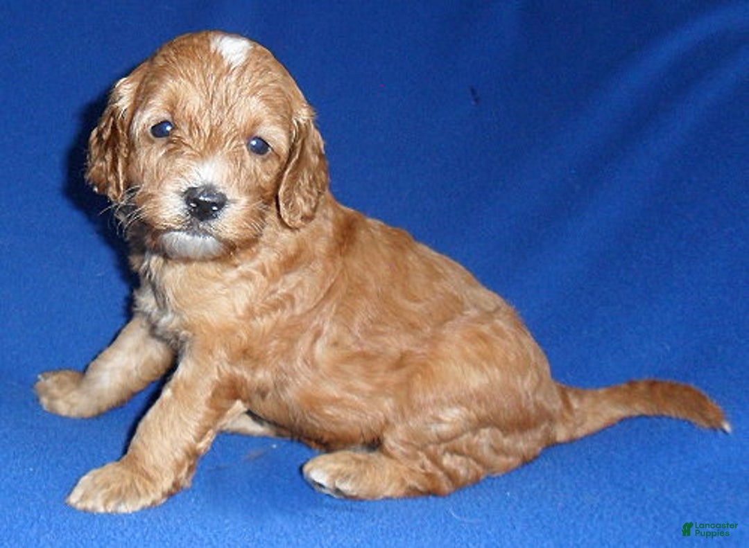 Cockapoo dogs for sale: Louie - Ad 5