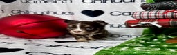 Chihuahua dogs for sale: Addison Chocolate Tri LC - Ad 3