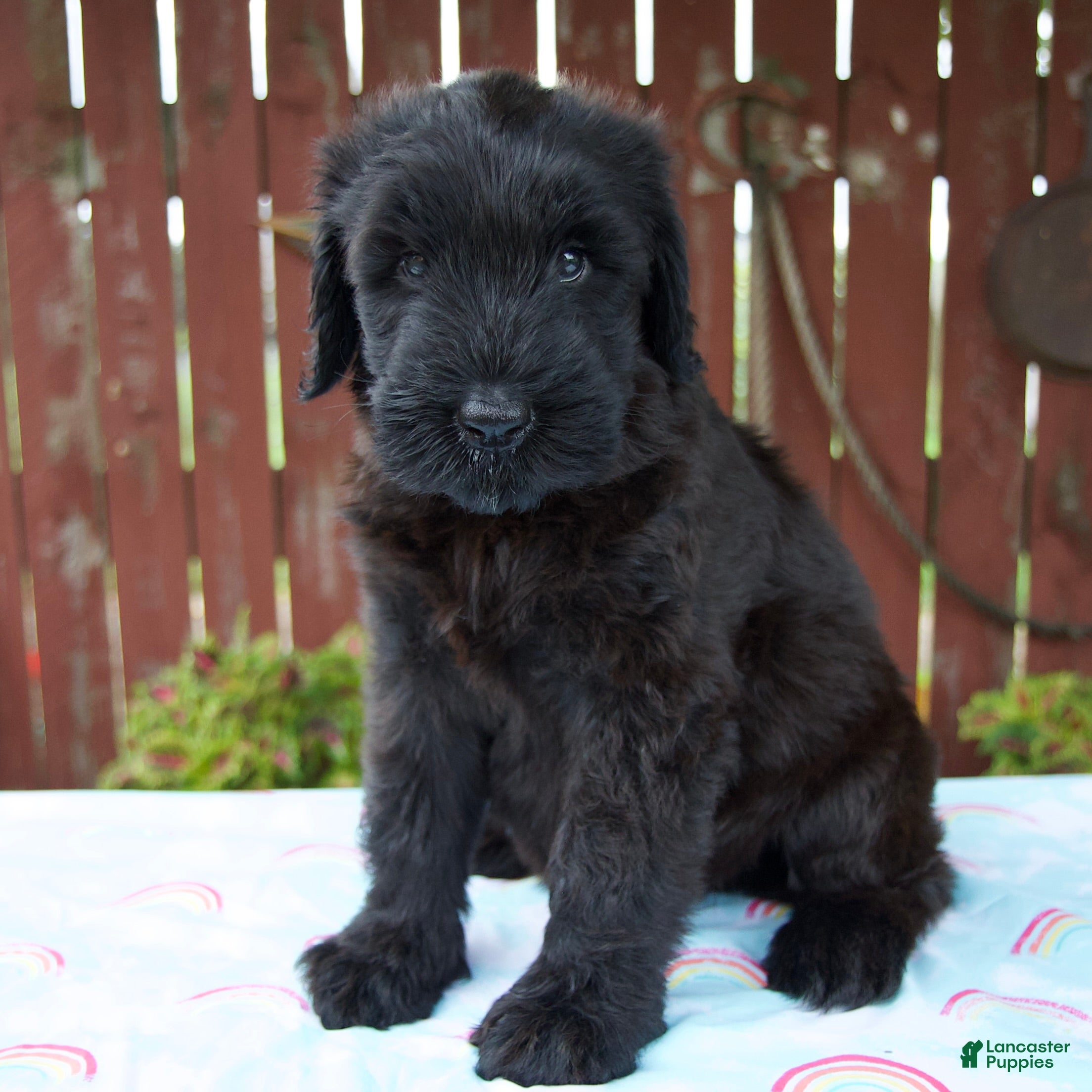 Giant Schnauzer dogs Layla - Ad 1