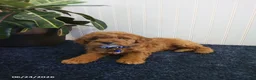 Miniature Poodle dogs for sale: Trent - Ad 3