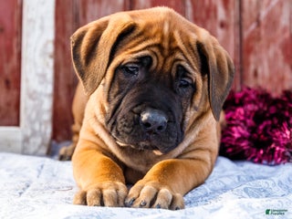 English Mastiff dogs Chloe - Ad 3