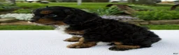 Cavapoo dogs for sale: Austin - Ad 2