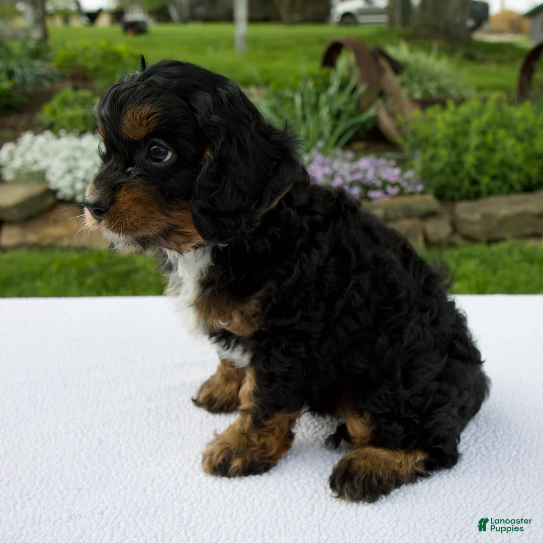 Cavapoo dogs for sale: Austin - Ad 2