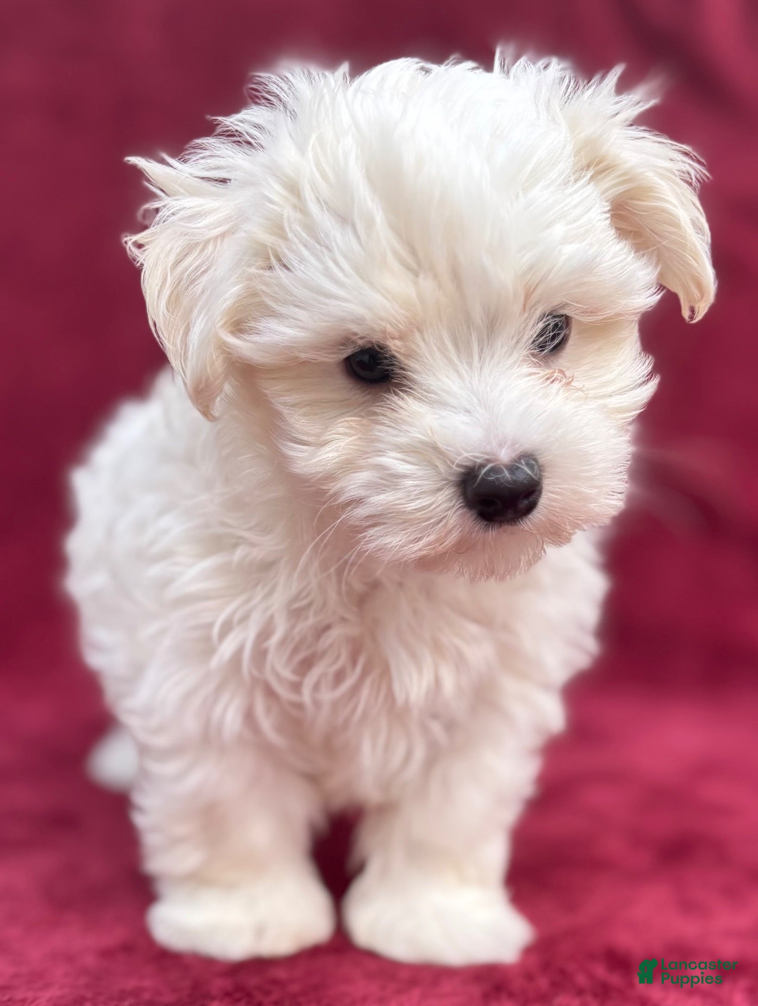 Maltese dogs Dodge - Ad 2