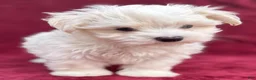 Maltese dogs for sale: Dodge - Ad 2