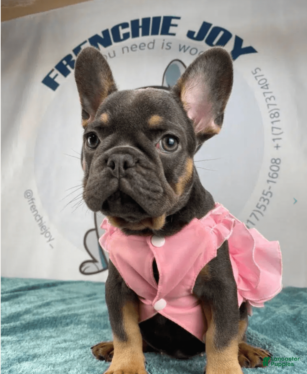 French Bulldog dogs for sale: Haly - Ad 1